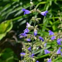 Salvia ringens (2)